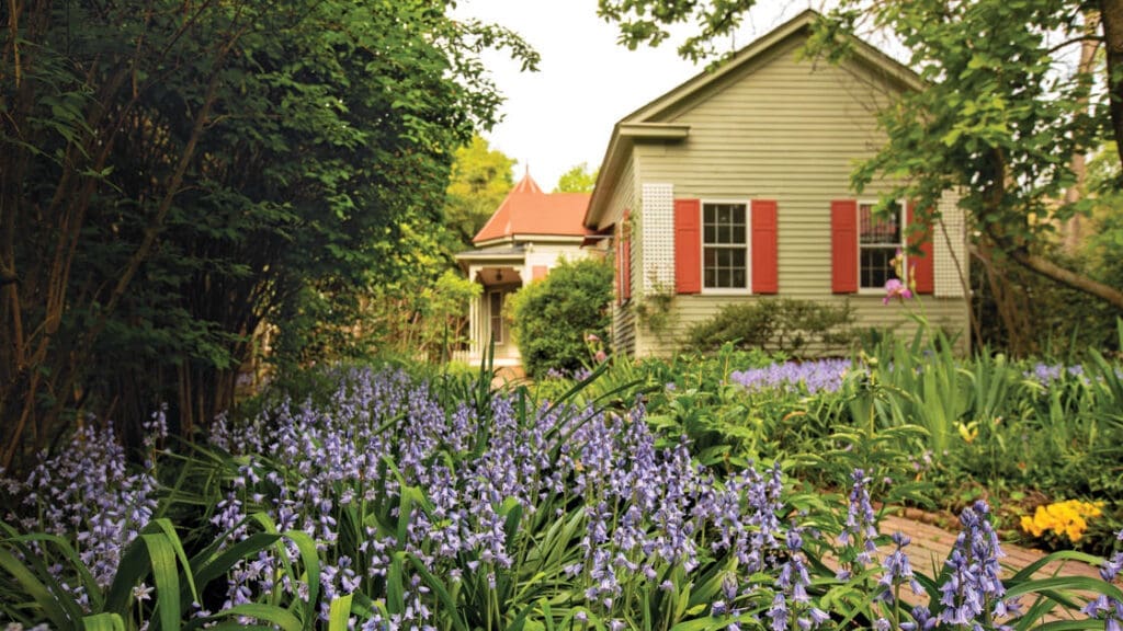 Iasbelle Bowen Henderson Home and Gardens. The image depicts a bed of purple hyacinths. In the background is a small sage green cottage with orange shutters. 
